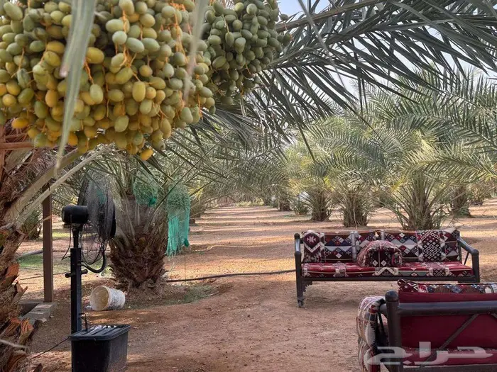 للايجار مزرعة طريق نساح مساحة 25000م تبعد عن القدية 52 ك 5