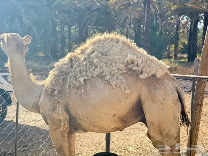 قع ود مفرود للبيع العلا 0