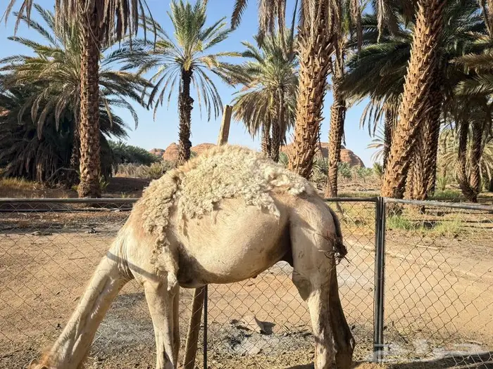 قع ود مفرود للبيع العلا 2
