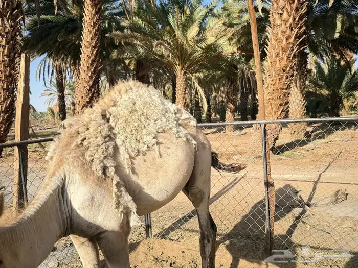 قع ود مفرود للبيع العلا 1