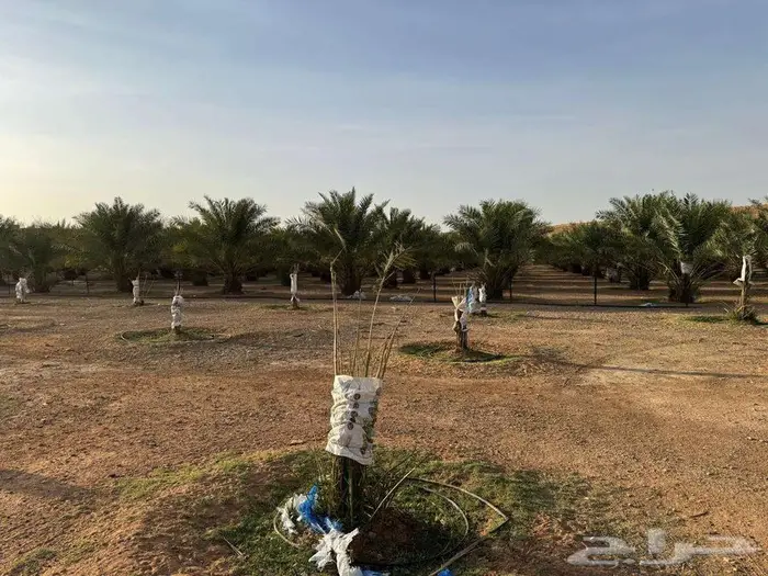 للايجار مزرعة طريق نساح مساحة 25000م تبعد عن القدية 52 ك 3