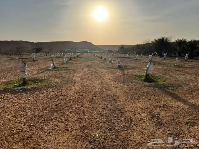 للايجار مزرعة طريق نساح مساحة 25000م تبعد عن القدية 52 ك 2