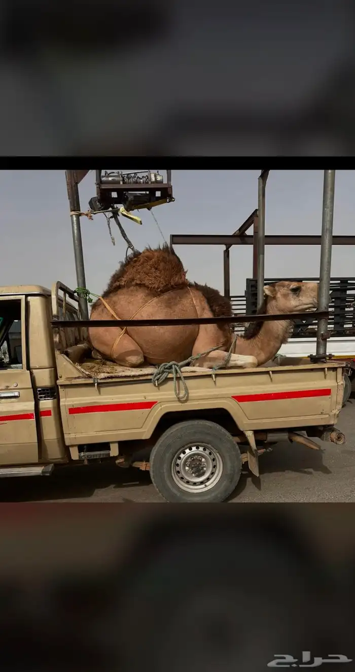 قعدان بلدي مستورد 0