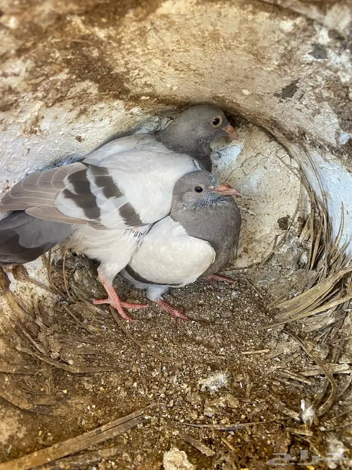 فروخ حمام فرنسي 6 اجواز 0