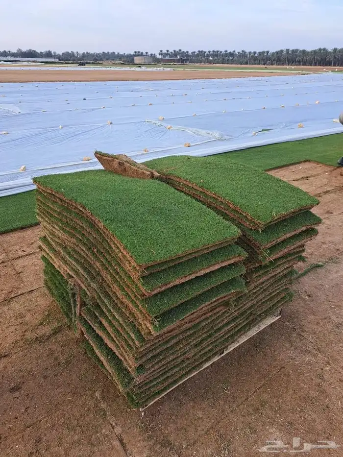 نجيل طببعي سي 2000 امريكي ونجيل فرنسي وياباني اشجار زيتون 0