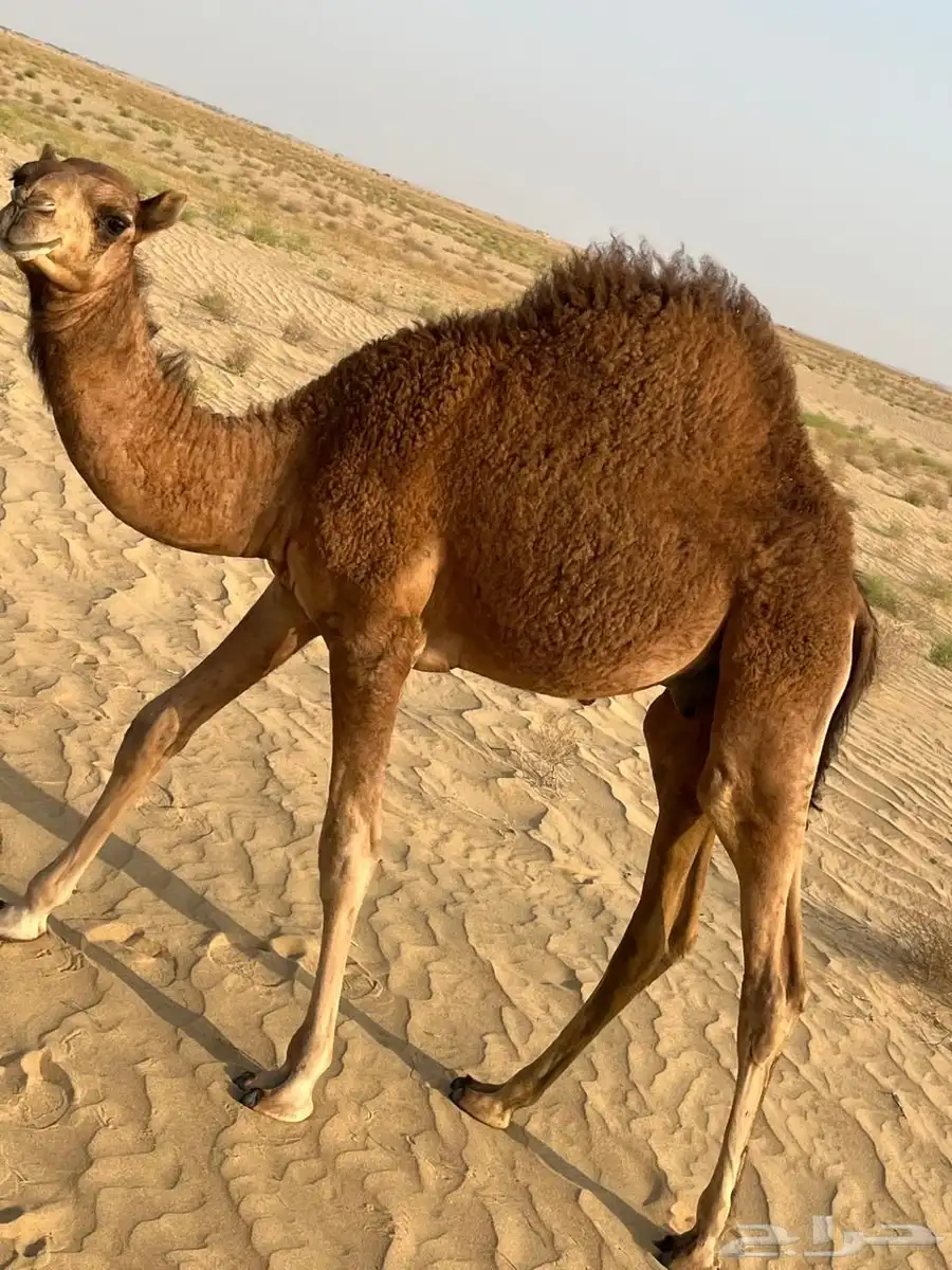 البعير الساحلي الحمر 7