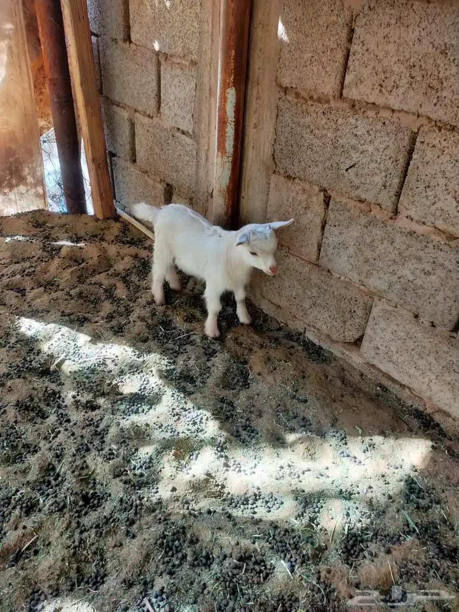 تيس قزمي اللون ابيض 2