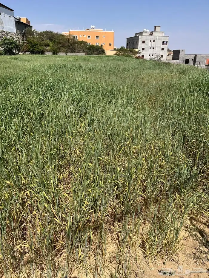 للاستثمار مزرعة منتجة في الظهارة - النماص 2