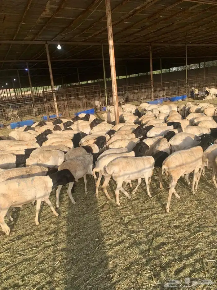 طليان بربري - تيوس صومالية - اسعار منافسه - 355 2