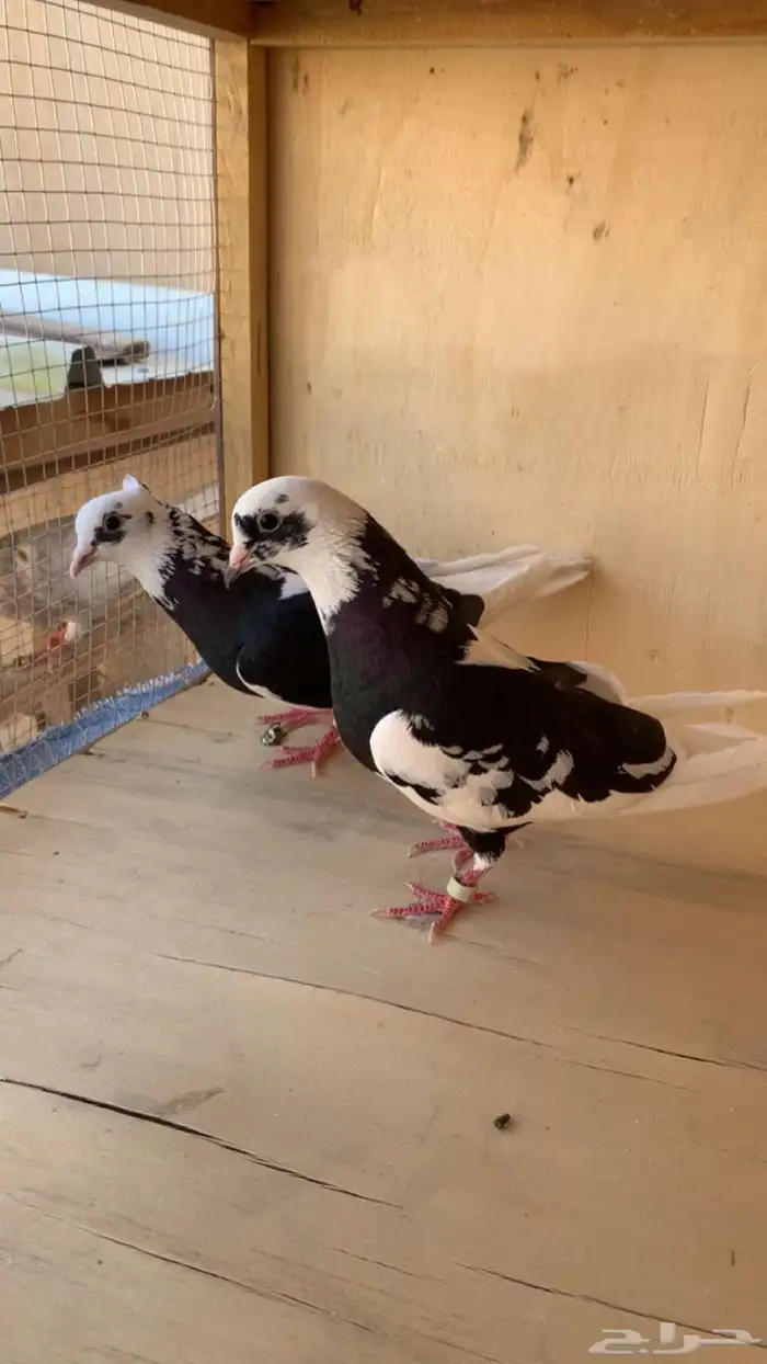 جوز قطايف درع 1