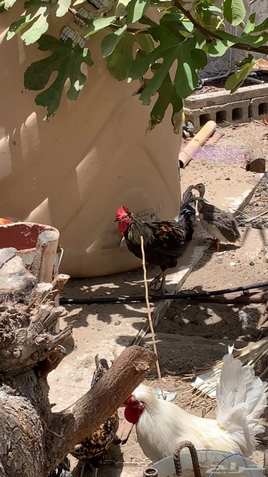 ديك 0