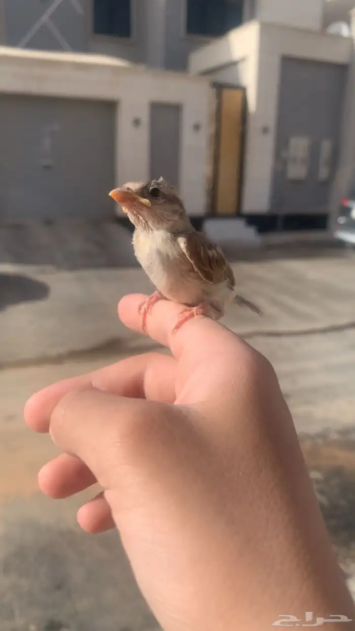 أتبنى طيور 1