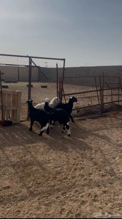 4 من البهم نظاف وسمان مغلقة شحم 0