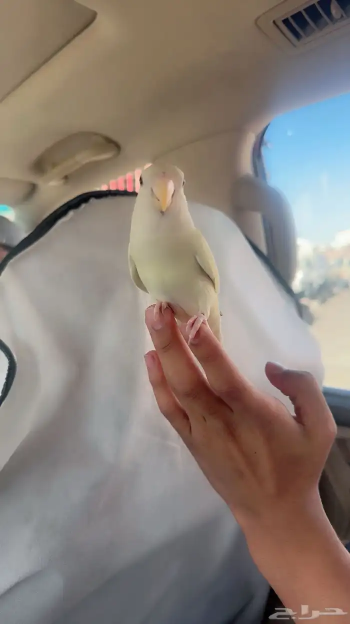 روز وليف 0