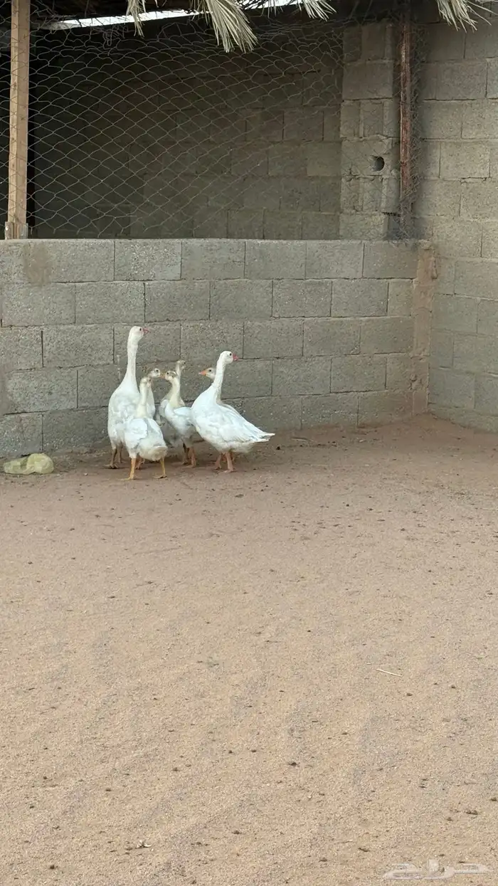 وز مع عياله 2