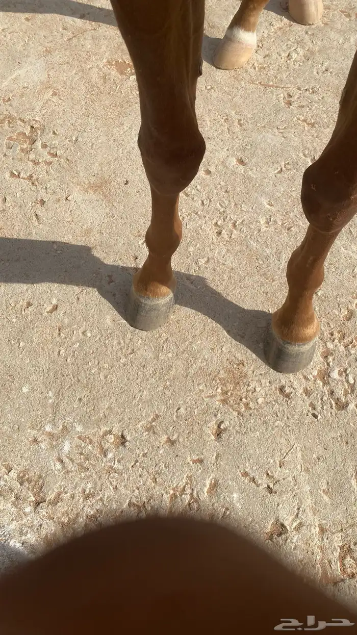 مربط الابجر 3
