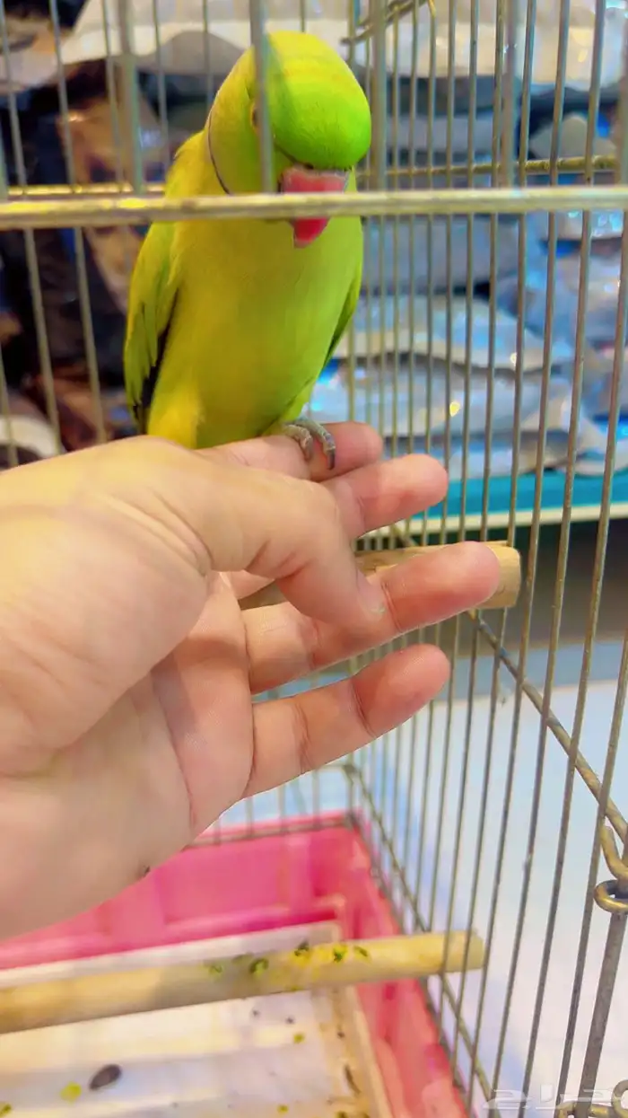 ماشاءالله ببغاء دره 3