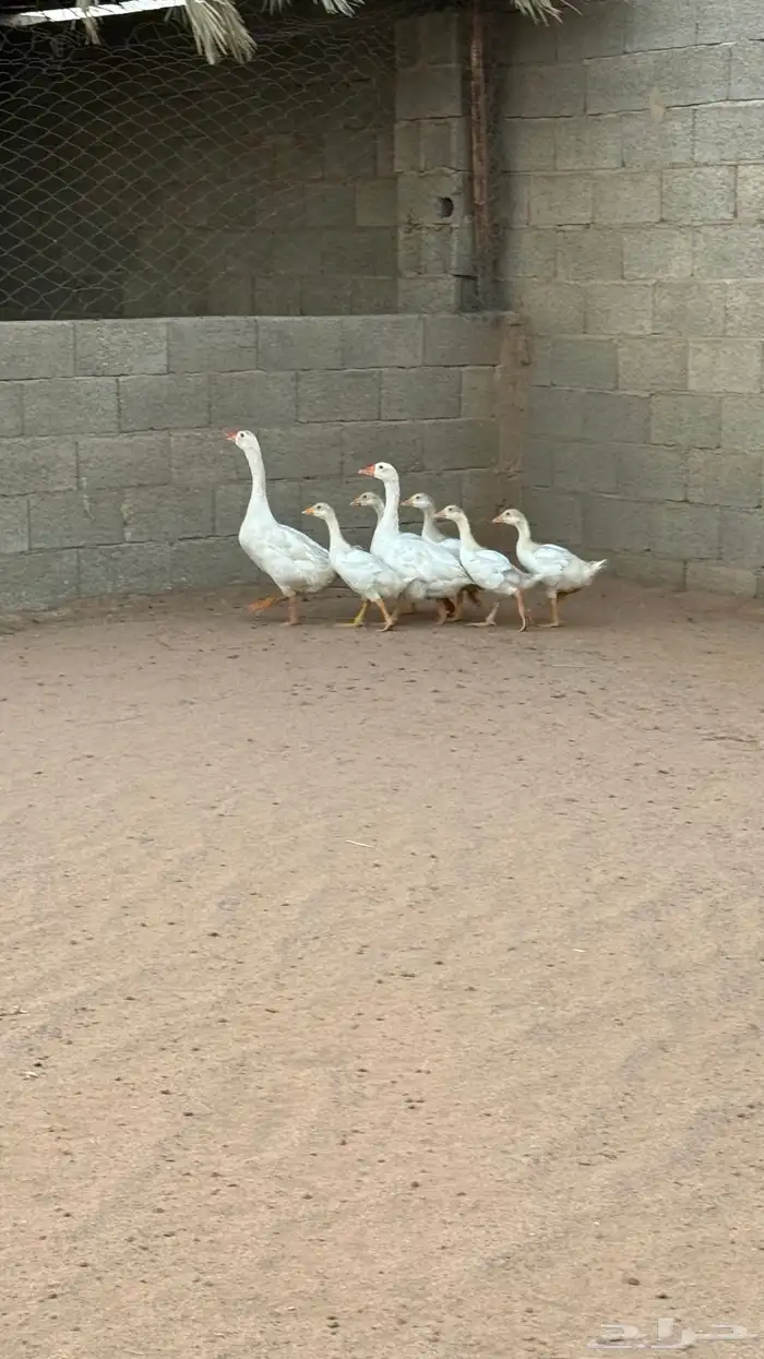 وز مع عياله 3