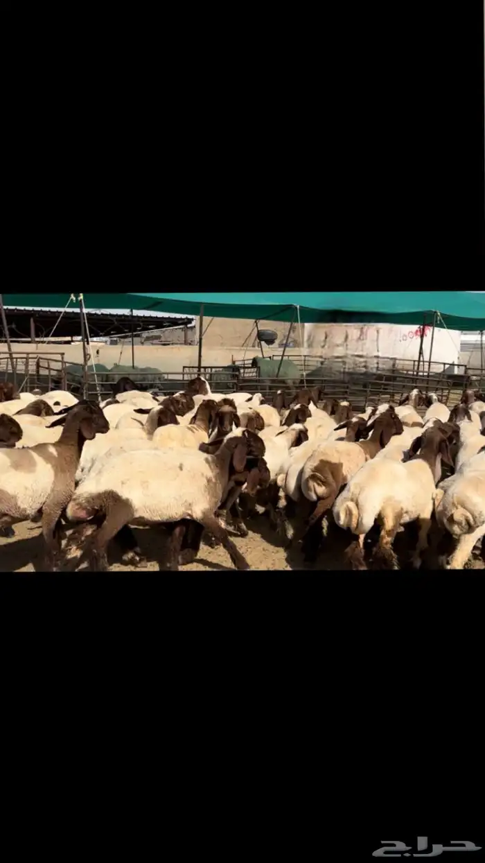 جذعات نعيم مقنوي للبيع 17