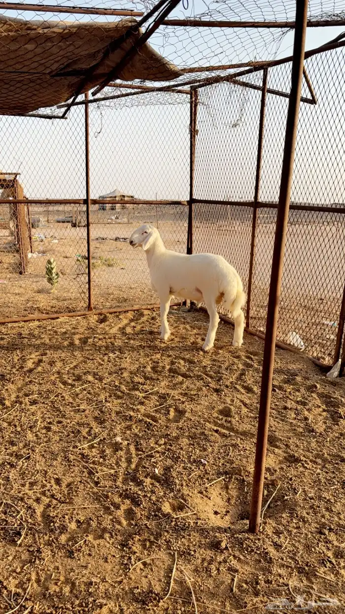 مشروع فحل حري تم البيع 1
