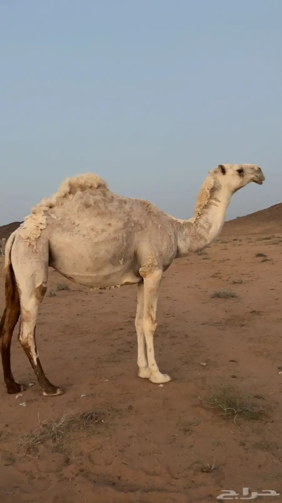 بكره العمر جذعه البكرة سليمة شرط اللقاح ست شهور على البعير 1