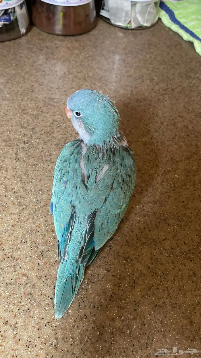 فرخ ببغاء كويكر ( تم البيع ) 0