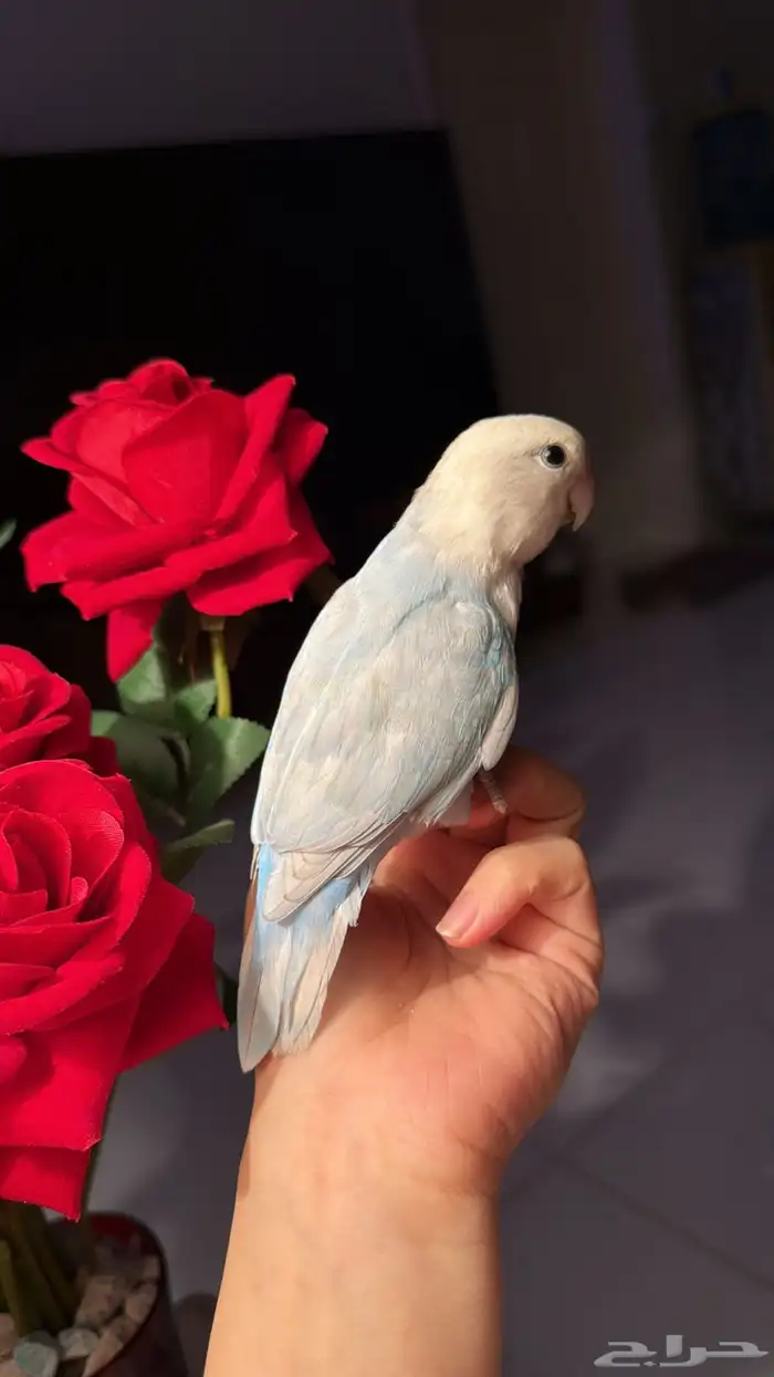للبيع ببغاء روز الأليف مناسب للأطفآل 4