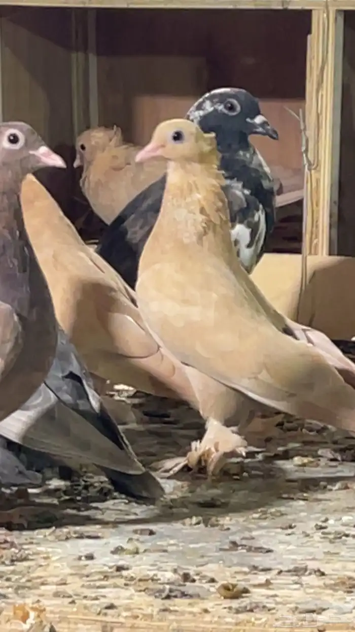 حمام صنعاوي 9