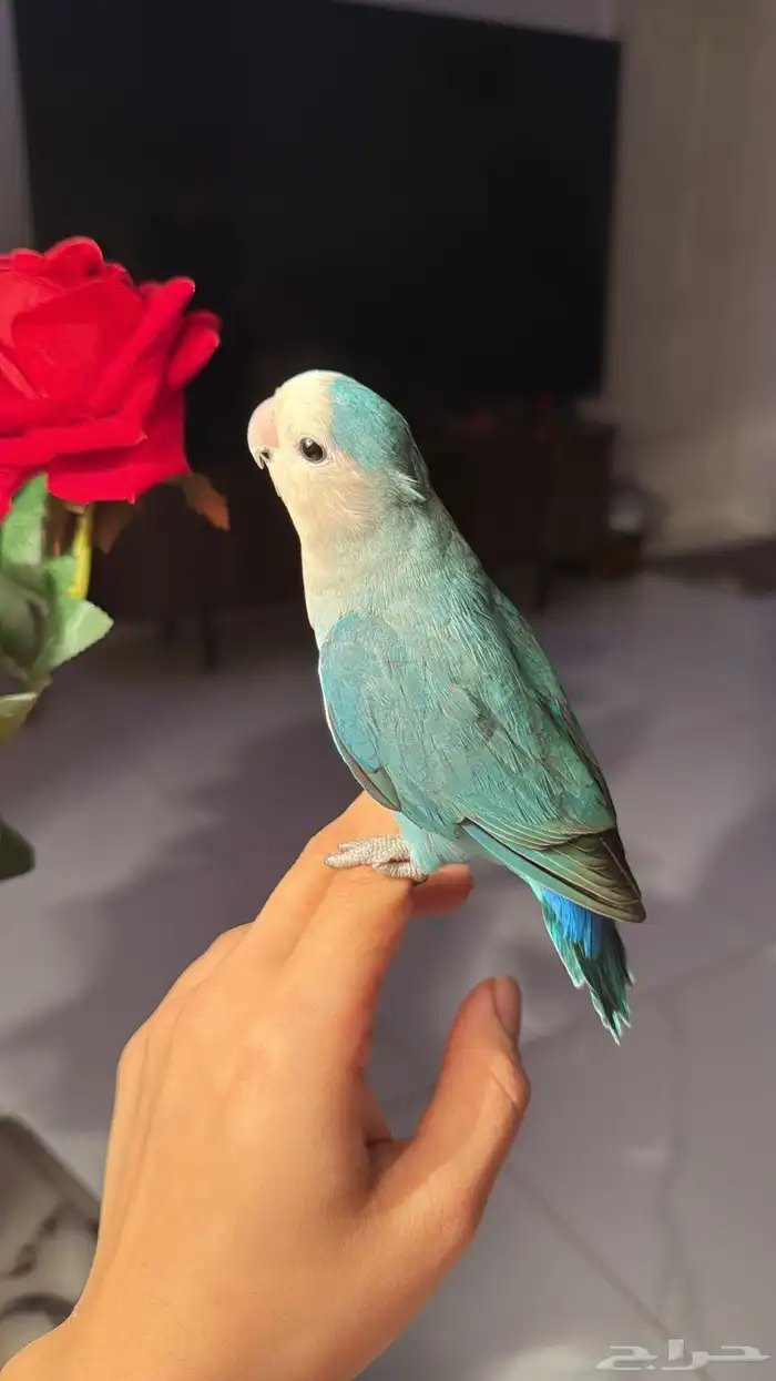 للبيع ببغاء روز اليف مناسب للاطفال 0