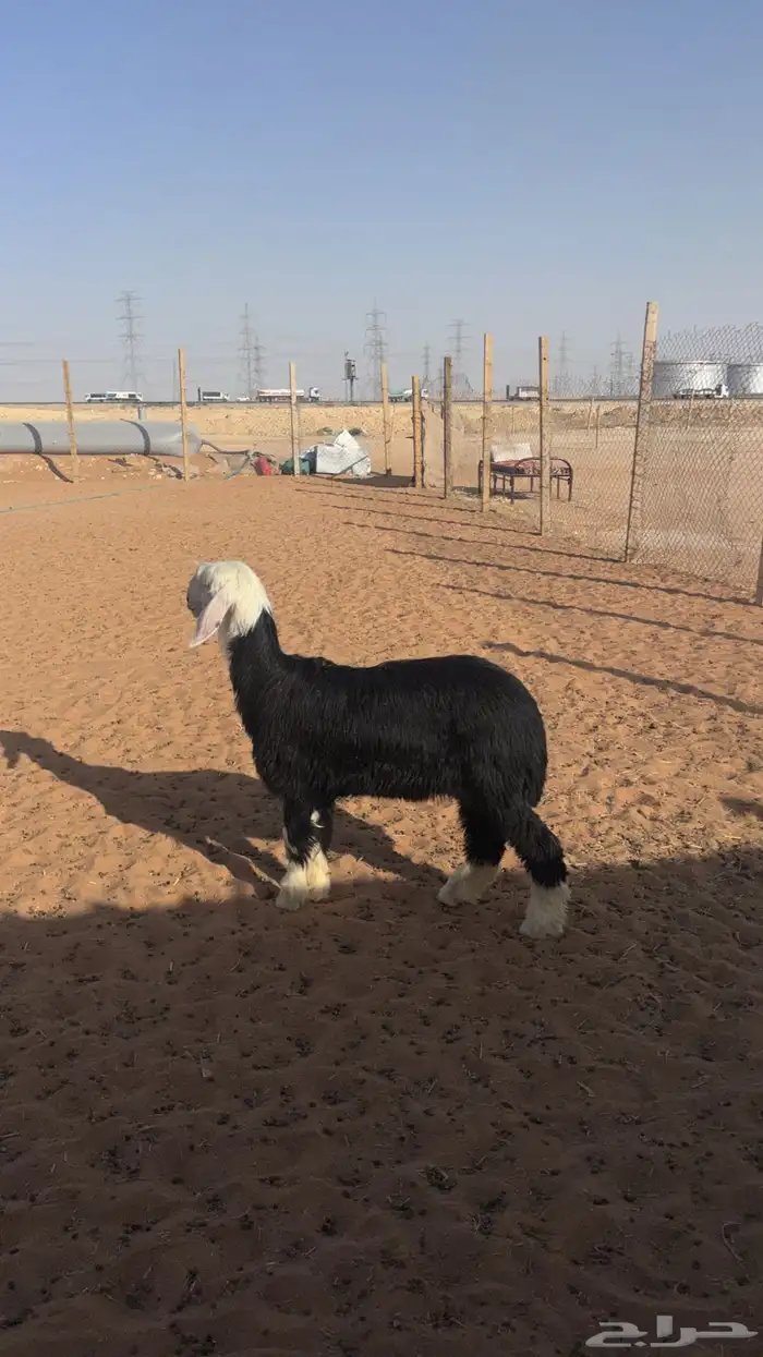 ذبايح حري شي طيب وذبائح نعيمي فل شحم 9