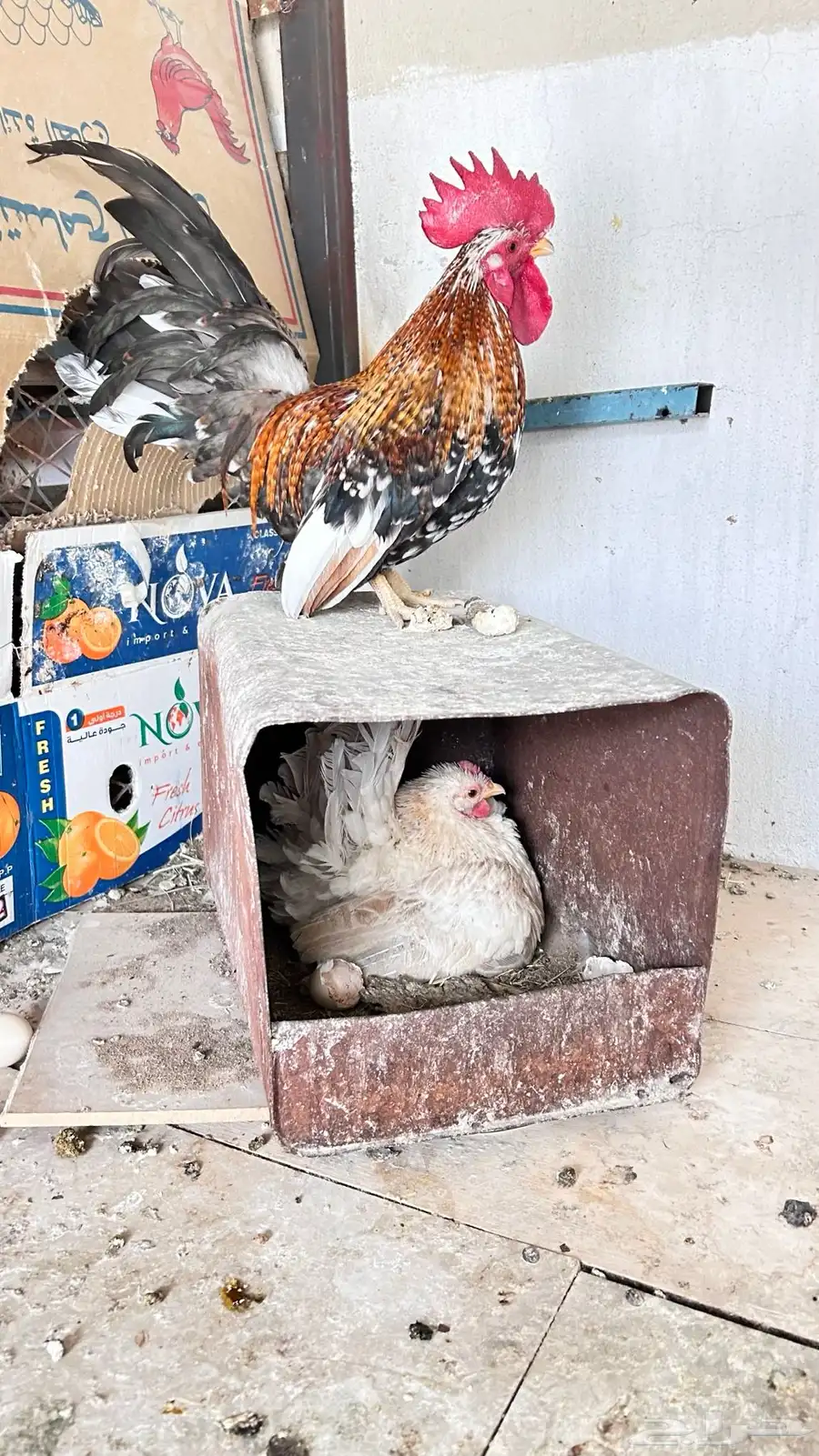 دجاج جبانيز ديك ودجاجه انتج الان واللون واضح 2