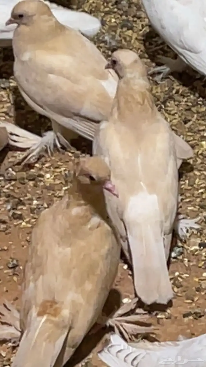 حمام صنعاوي 10