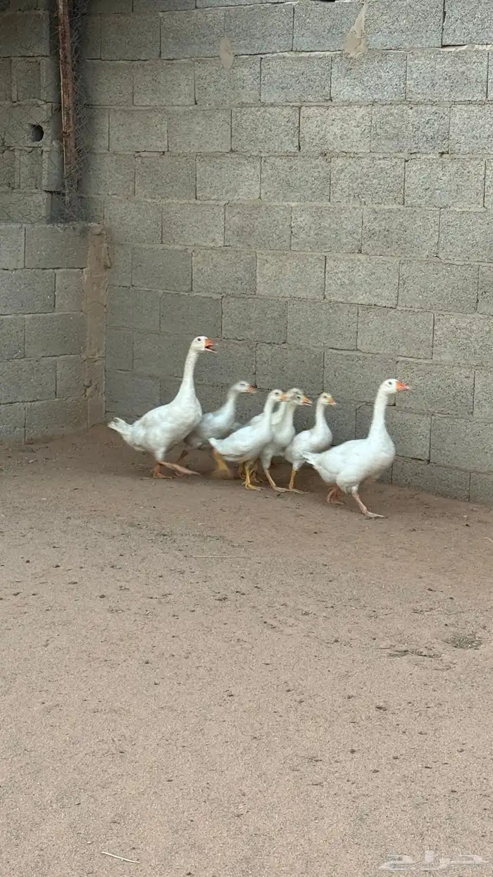وز مع عياله 0
