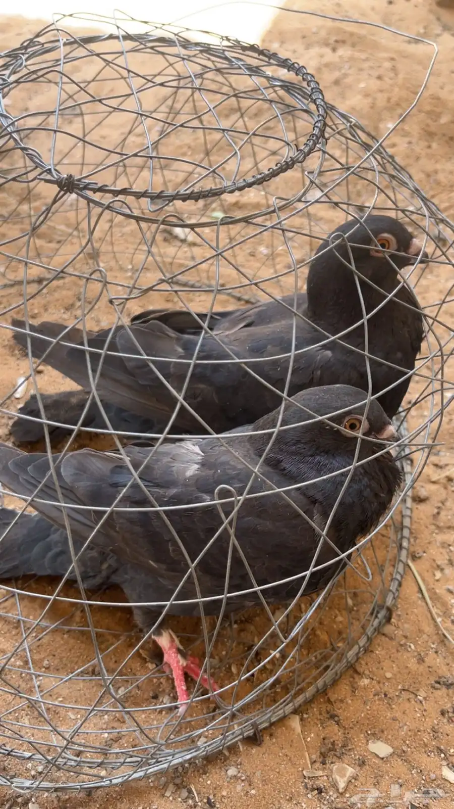 حمام 2