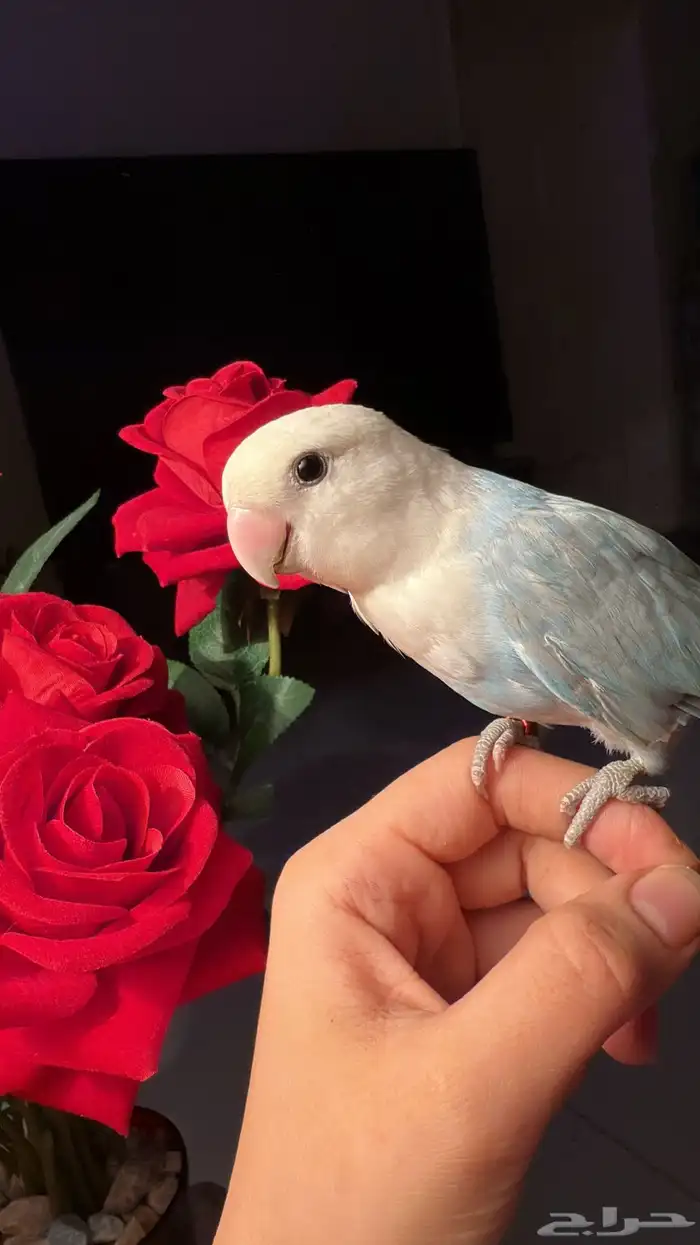 للبيع ببغاء روز الأليف مناسب للأطفآل 5