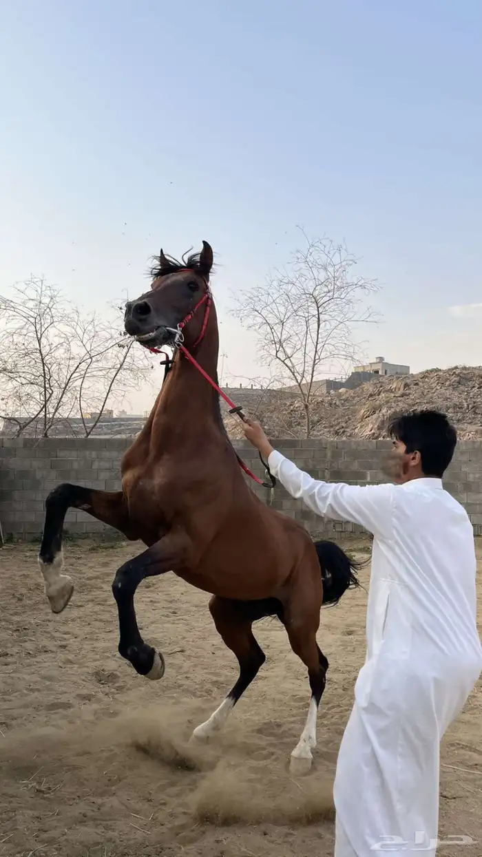 حصان للبيع 9