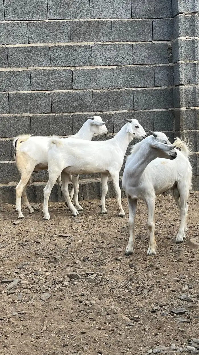 جفران (تيوس) للبيع 0