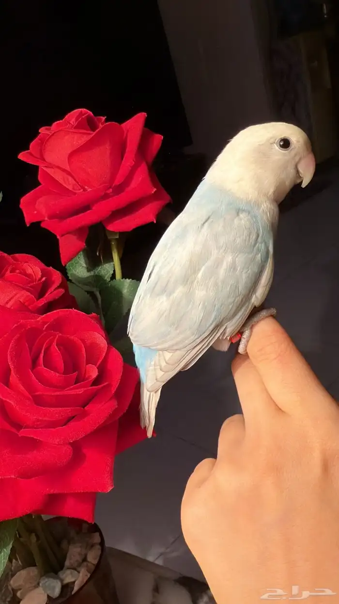 للبيع ببغاء روز الأليف مناسب للأطفآل 3