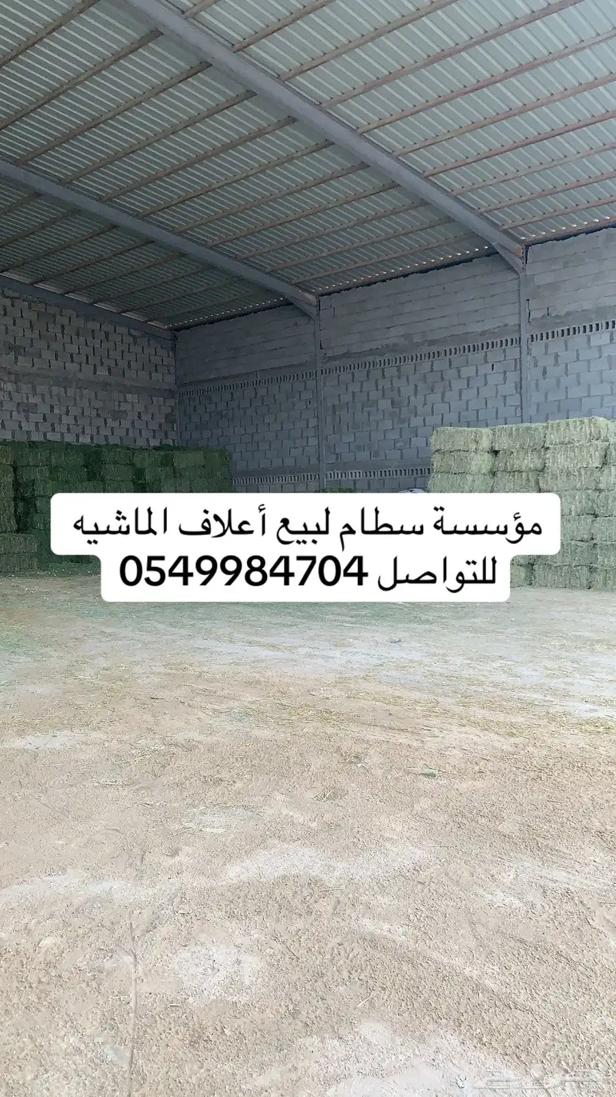 برسيم رودس تبن 0
