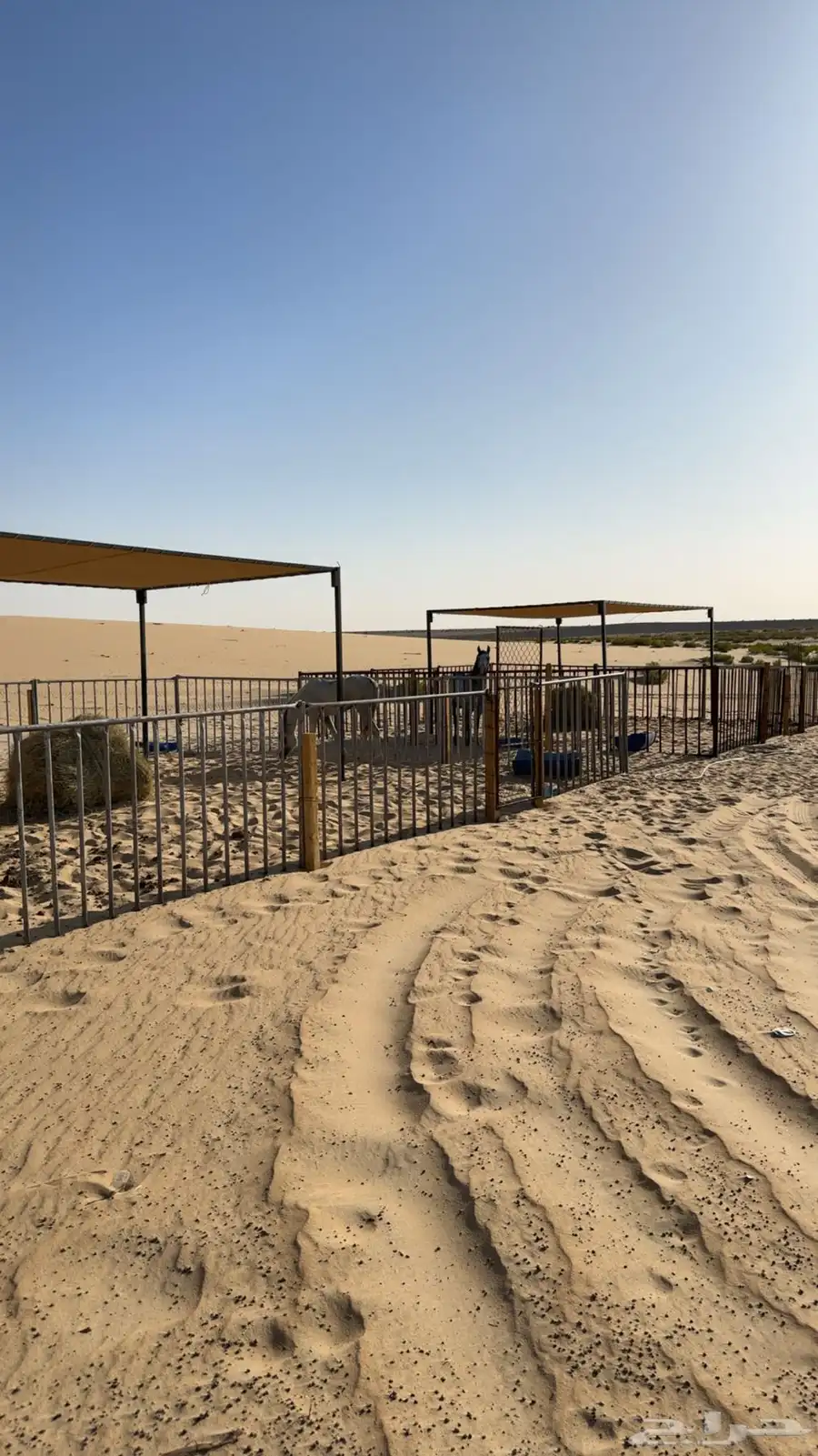 عسف خيل 0