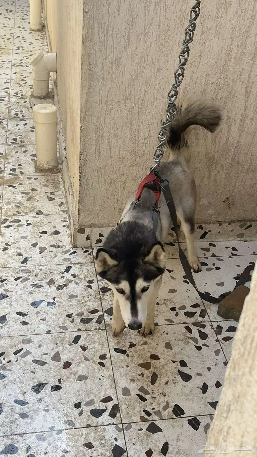 كلب هاسكي أليف 1