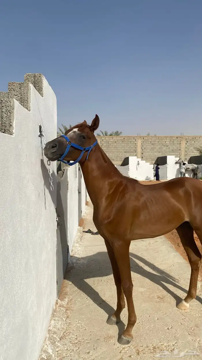 مربط الابجر 5