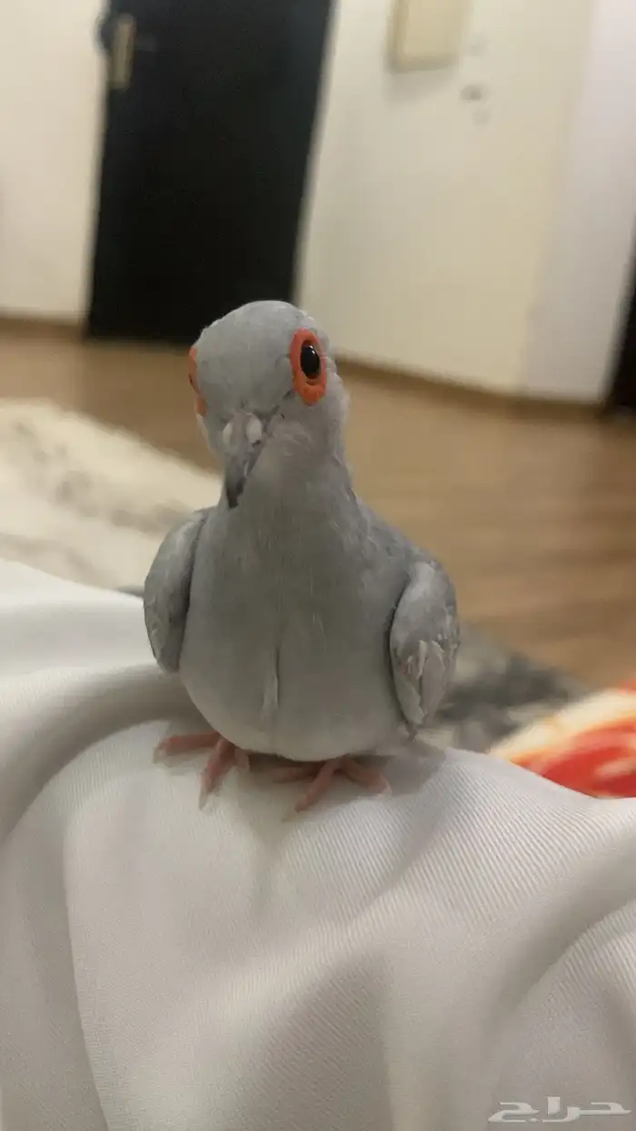 أتبنى طيور 0