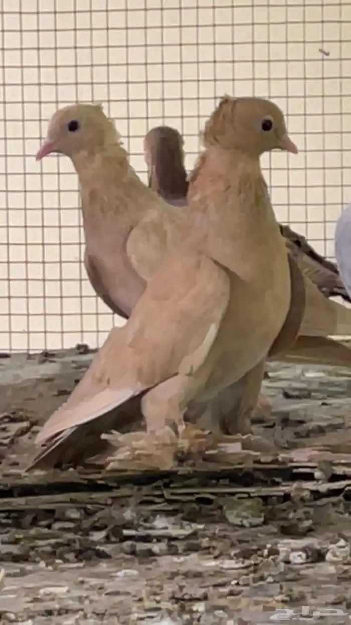 حمام صنعاوي 2