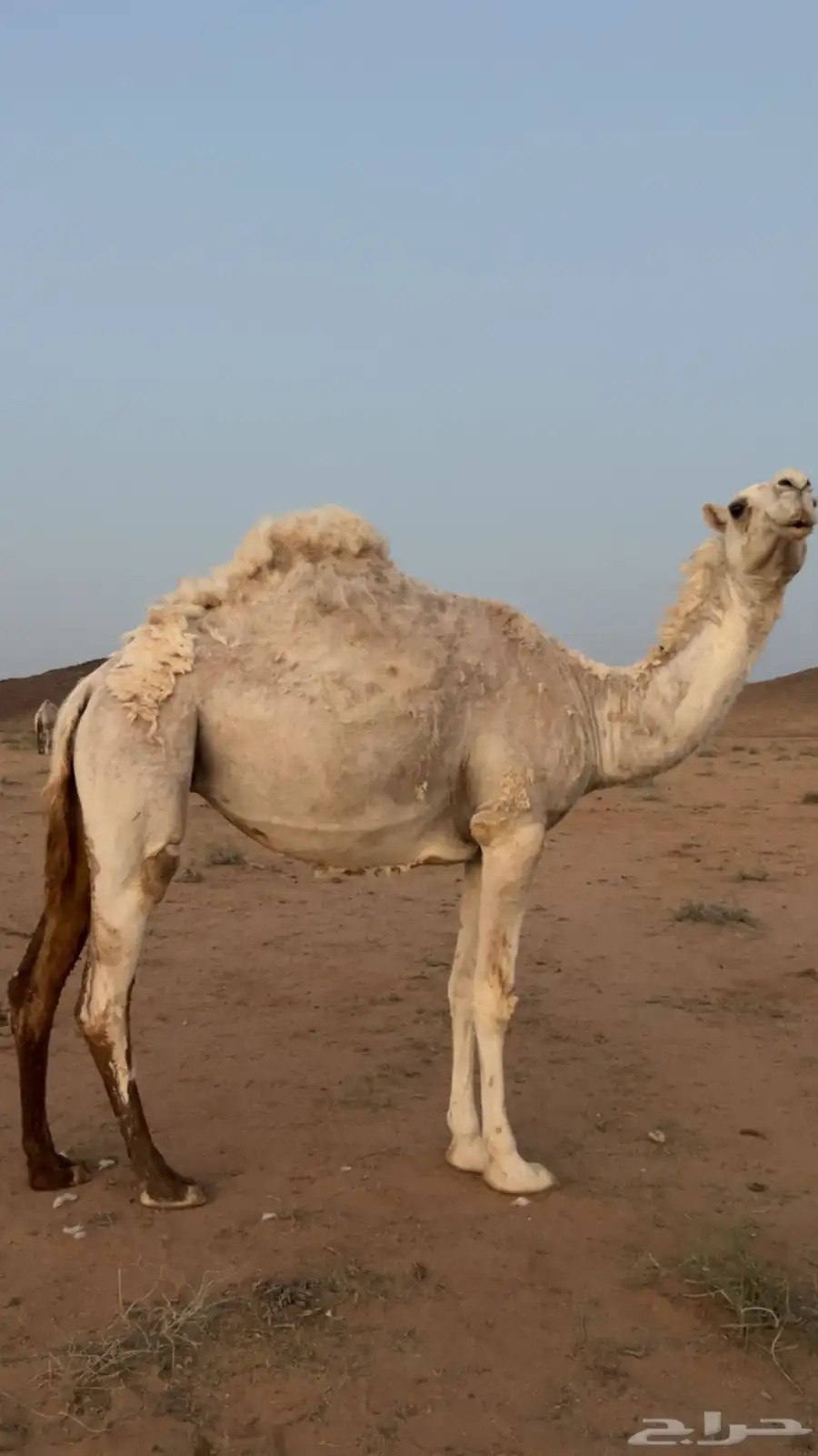 بكره العمر جذعه البكرة سليمة شرط اللقاح ست شهور على البعير 3