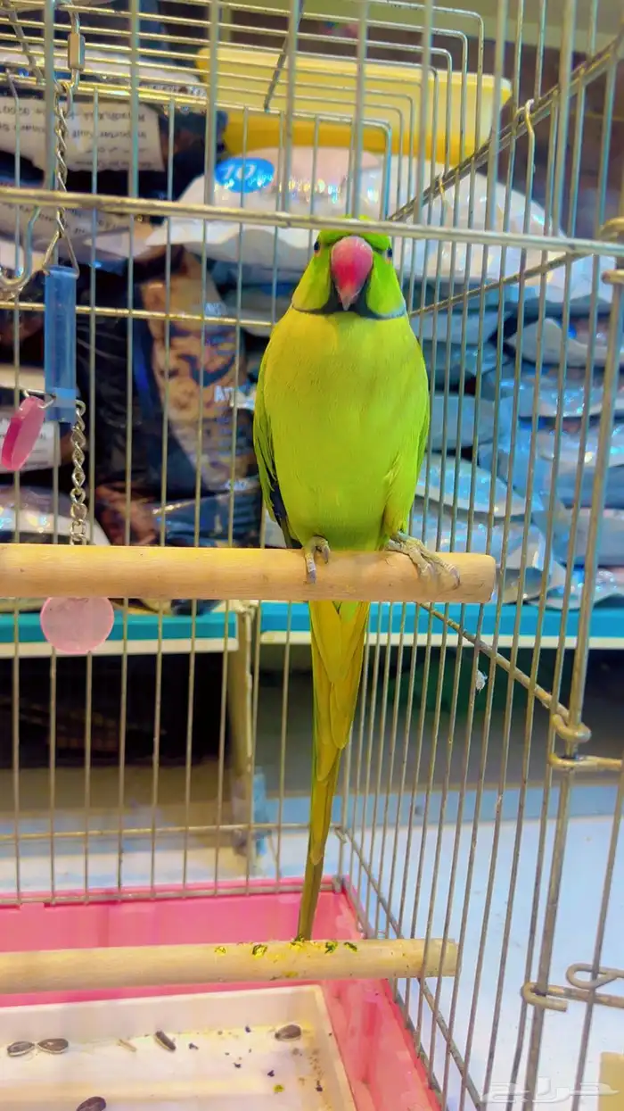 ماشاءالله ببغاء دره 2