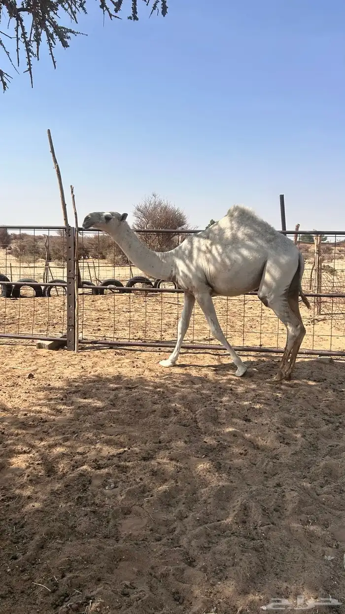 بكره كفو للبيع التواصل مع راعي البكره . 2