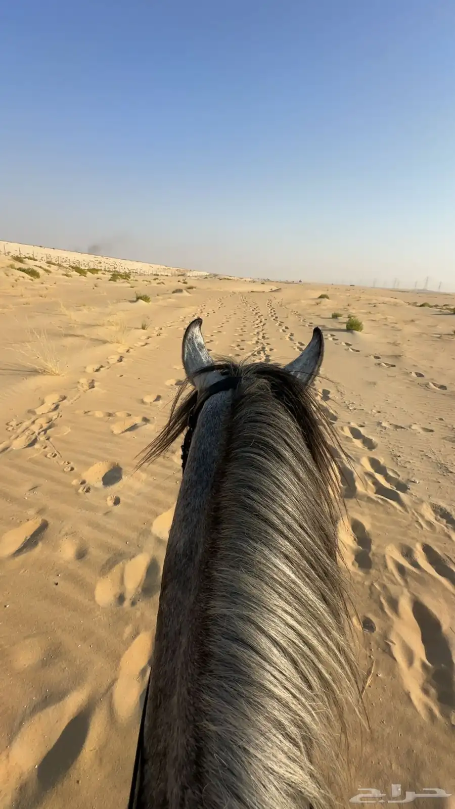 عسف خيل 1