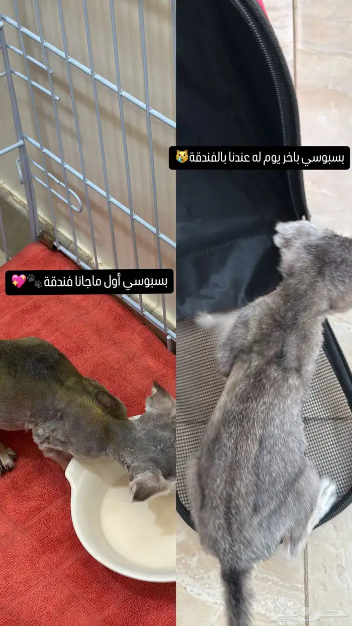 فندقة قطط القصيم علاج فطريات 0