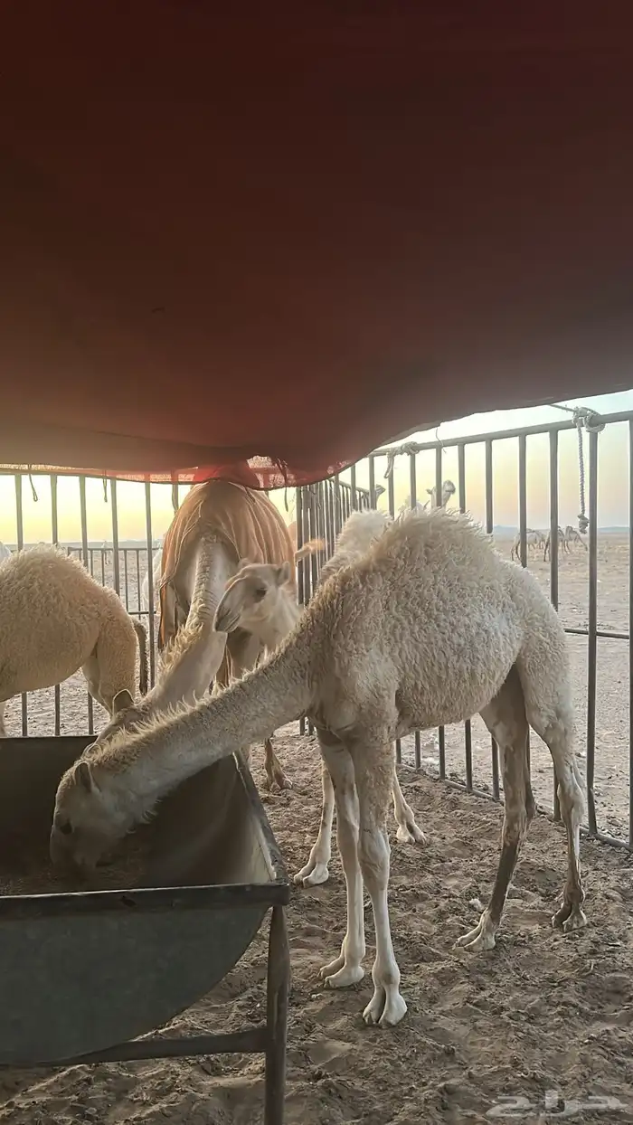 قعود قصب 1 1